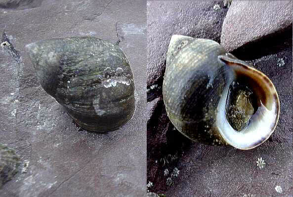 The edible periwinkle